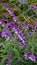 loseup of beautiful flowers of Salvia leucantha