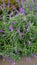 loseup of beautiful flowers of Salvia leucantha