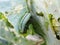 Loss of cabbage crop, plants damaged by caterpillars