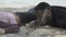 Lost Afro-American refugees lying on beach after shipwreck catastrophe, victims