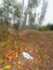 Lost anti covid medical face mask in autumn deciduous forest. F