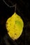 Lost in autumn leaf-8