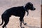Lost black skinny dog of unknown breed, similar to Labrador