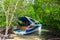 Lost Boat in Mangrove Trees.