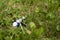 A lost bunch of keys and a key-ring lie in green grass on a spring day