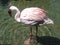 Lost Flamingo