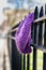 A lost and forgotten, knitted purple hat hanging on a cast iron fence