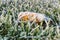 A lost frost leaf lying in frost grass in the middle of garden. He is still brown and waiting for some sun