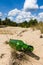 Lost green bottle in sand