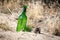 Lost green bottle in sand