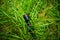 Lost in green grass new mini powerful flashlight