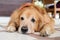 Lost Homeless Hungry Golden Labrador Retriever Dog Sleeping On C