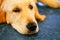 Lost Homeless Hungry Golden Labrador Retriever Dog â€‹â€‹Sleeping On Cold Floor