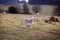 Lost lamb. English countryside scene.