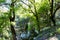 Lost Maples State Natural Area in Texas