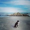 Lost penguin in a tasmanian paradise beach