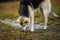 Lost shepherd dog smelling rural dirt road