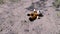 Lost Soft Toy of Tiger Cub Lies on Dirty Sand among the Grass in Forest