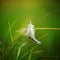 Lost white bird feather in the garden in the grass