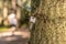 A lost, white key hanging in a tree