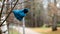 Lost winter hat on tree branches. Windy, rainy autumn day