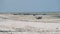 Lot of African Fishing Boats Stranded in Sand off Coast at Low Tide, Zanzibar