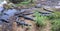 Lot of alligators resting at Anhinga trail, Everglades national park, Florida