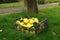 A lot of apple quince, preparing for quince pie on grass background. The quince with leaves