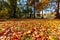 A lot of autumn fall coloured tree leaves in amazing morning sunrise warm light, seasons specific