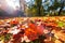 A lot of autumn fall coloured tree leaves in amazing morning sunrise warm light, seasons specific