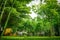 A lot of bamboo tree in the private graden with a little wooden cottage beside