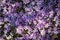 A lot of beautiful phlox violet flowers.