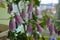 A lot of beautiful pink flowers of spotted bellflower. Blooming plant in balcony greening
