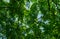 Lot of beautiful tracery young bright green leaves of Rhus typhina Staghorn sumac, Anacardiaceae in natural sunlight