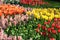 Lot of beautiful vivid tulips in the park Keukenhof