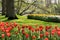 Lot of beautiful vivid tulips in the park Keukenhof