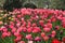 Lot of beautiful vivid tulips in the park Keukenhof