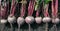 A lot of beet abreast