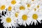 A lot of big white daisies flower in bloom on black background close up, many chamomile flowers bunch, floral texture backdrop