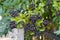 A lot of black berries of Ligustrum vulgare
