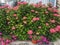 A lot of blooming colorful hydrangeas flowers stands in a pots outdoor at Adriatic seaside in summer