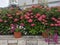 A lot of blooming colorful hydrangeas flowers stands in a pots outdoor at Adriatic seaside in summer