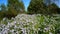 Lot of blue flowers with butterflies near the edge of forest