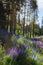 A lot of blue lupines on a glade near a pine forest