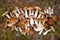 A lot of Boletus Edulis in the forest. Raw edible mushrooms on the moss in the woods at fall. Nobody