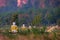 Lot Buddhas statues in Loumani Buddha Garden. Hpa-An, Myanmar (