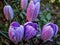 Lot buds of large purple King of Striped Crocus on a sunny spring day.