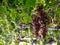 Lot of bunches of grapes hanging of vine