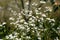 A lot of camomile flowers on a summer meadow. Camomile field in summertime. White camomiles on green field. Camomile background