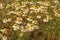 A lot of camomile plants with beautiful flowers